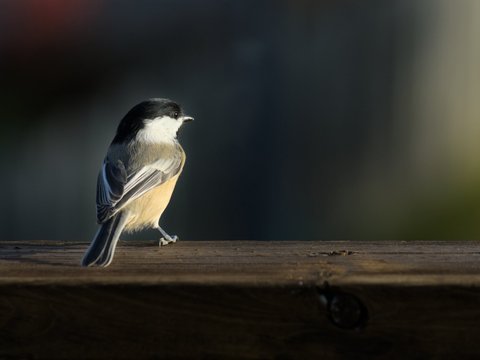 DSC_2555.jpg