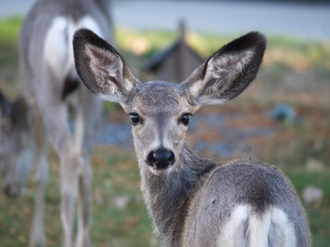 Mulie.jpg