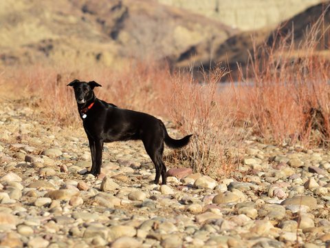 pepper-on-the-rocks_17095137611_o.jpg